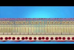 Κυστοειδές Οίδημα Ωχράς